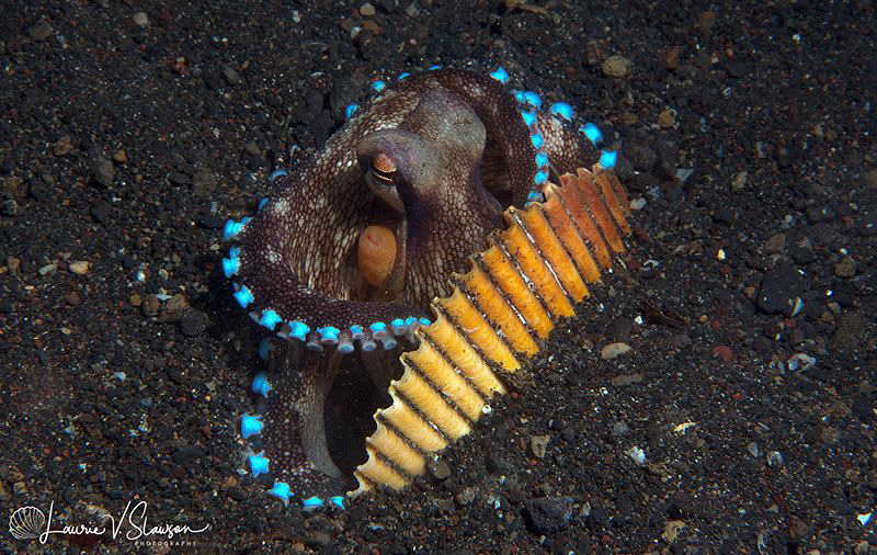 Coconut octopus/Photographed on a night dive with a Canon... by Laurie Slawson 
