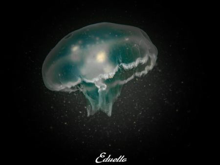 Jelly fish (oorkwal) by Eduard Bello 