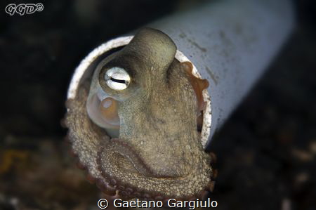 Octopuses are fluid, hence they flow in pipes by Gaetano Gargiulo 