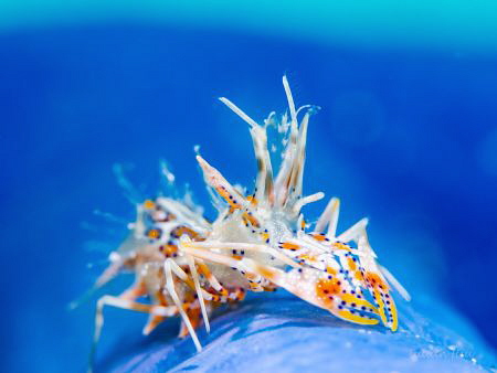 Spiny tiger shrimp by Julian Hsu 