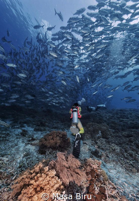 diver and jack fish by Masa Biru 