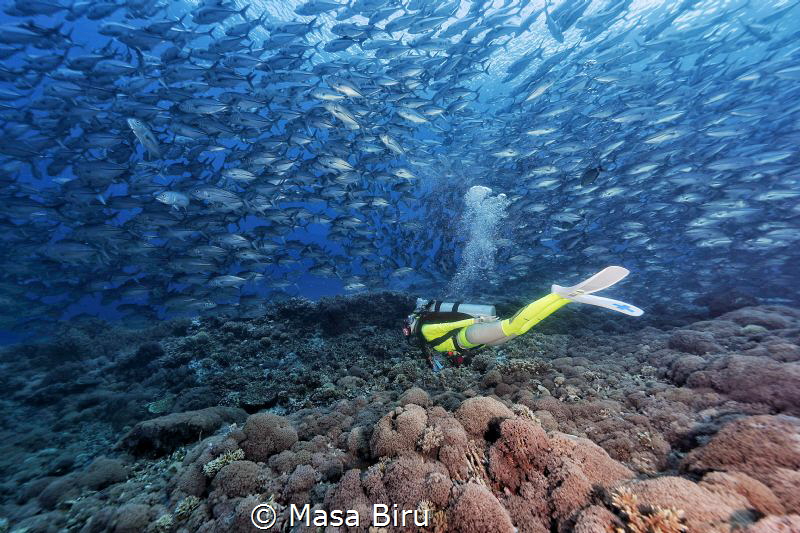 diver and jackfish by Masa Biru 