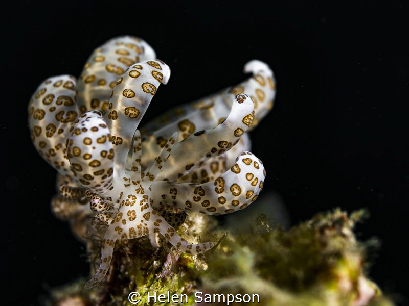 A spectacular solar powered Nudi that caught my eye and d... by Helen Sampson 
