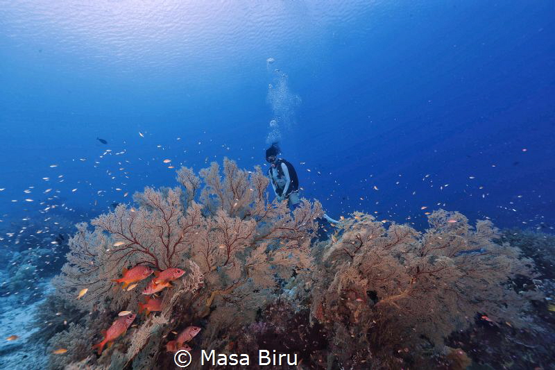 wonderful coral by Masa Biru 
