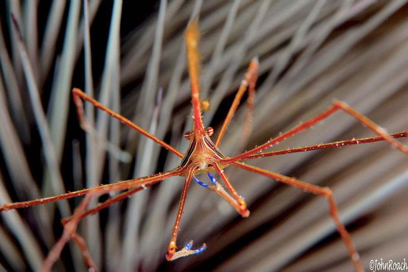 Pick-up Sticks....arrow crab and longspine sea urchin by John Roach 