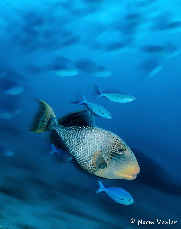 Yellowmargin Triggerfish in the Maldives. by Norm Vexler 