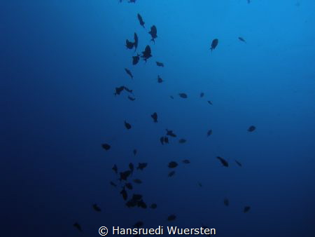 Fish silhouettes in deep blue by Hansruedi Wuersten 