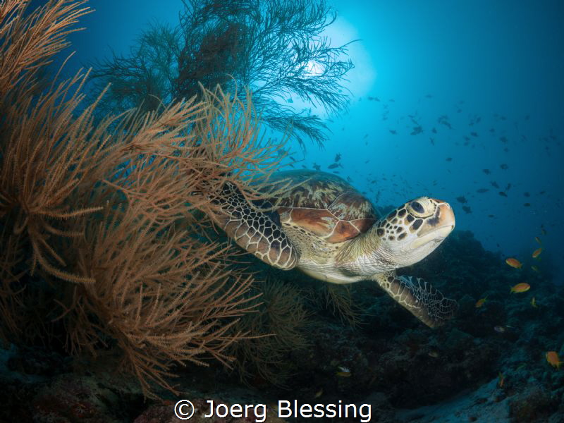 This green turtle found a very comfortable black coral bush. by Joerg Blessing 