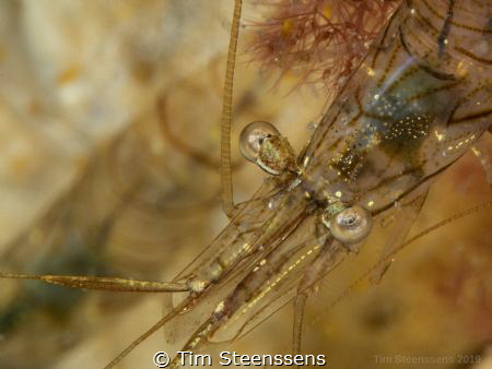 Shrimp - there's two of them! by Tim Steenssens 