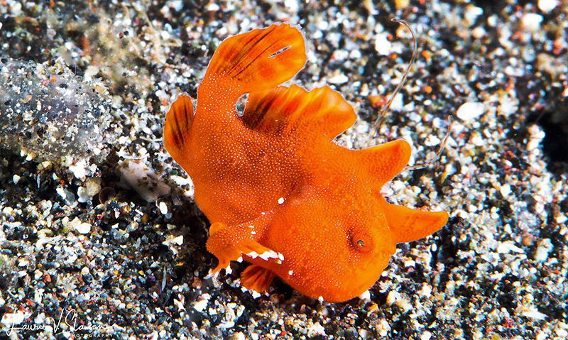 Juvenile Painted Frogfish Going For A Walk/Photographed w... by Laurie Slawson 