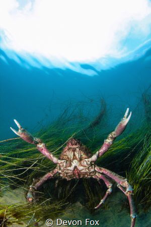 Attack of the Sheep Crab! / These large crabs are often f... by Devon Fox 