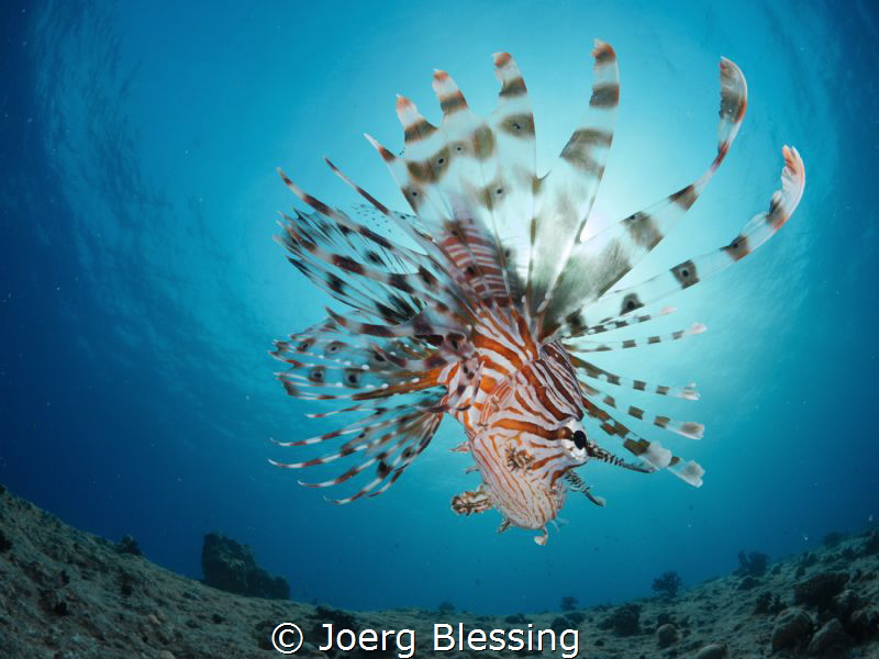 Lionfish Sunburst by Joerg Blessing 