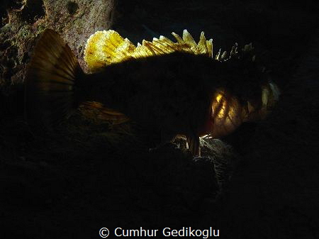 Scorpaena porcus
Back lighted by Cumhur Gedikoglu 