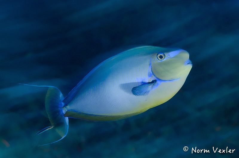 Bignose Unicornfish in the Maldives by Norm Vexler 