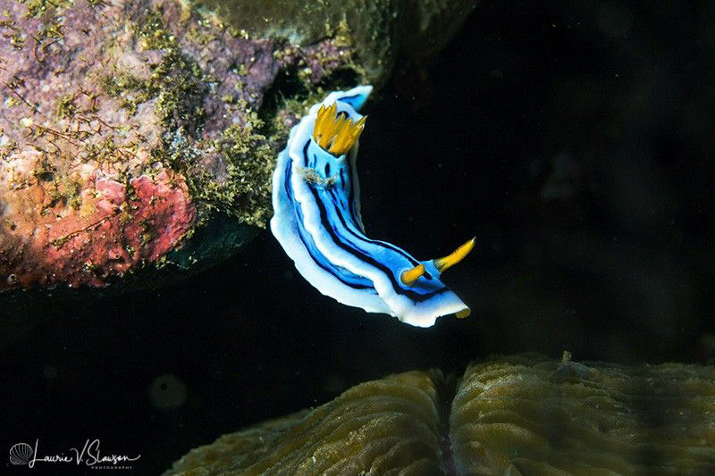 Chromodoris lochi/Photographed with a Canon 60 mm macro l... by Laurie Slawson 