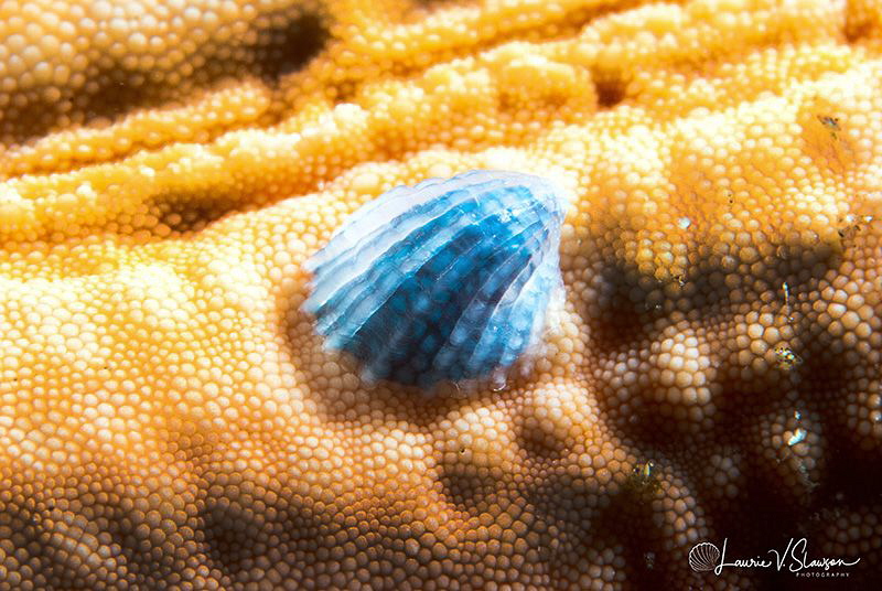 Crystalline Sea Star Snail/Photographed with a Canon 60 m... by Laurie Slawson 