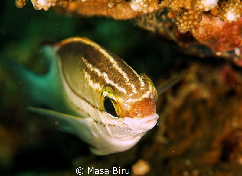 fish by Masa Biru 
