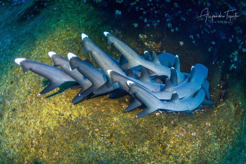 Shark Tails, Roca Partida México by Alejandro Topete 