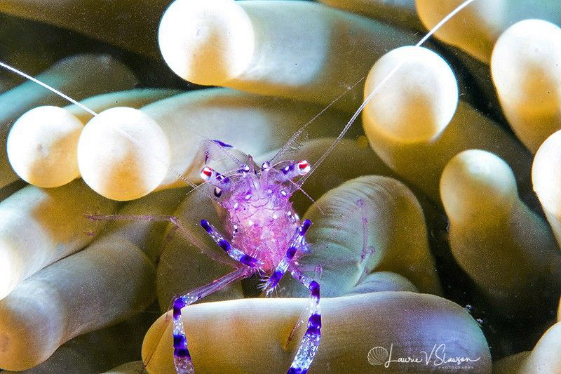 Sarvasti Anemone Shrimp in an Anemone/Photographed with a... by Laurie Slawson 