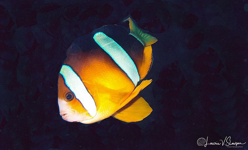 Clark's Anemonefish/Photograped with a Canon 60 mm macro ... by Laurie Slawson 