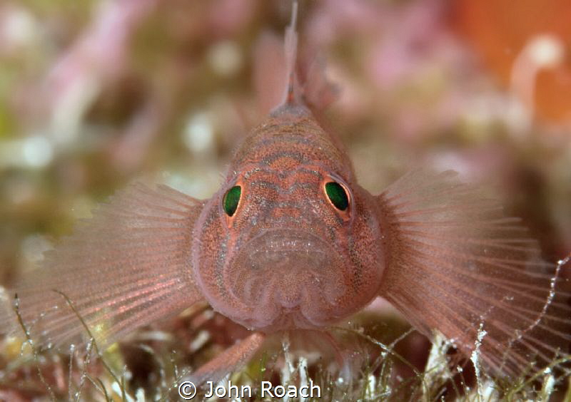 Rusty Goby
 Priolepis hipoliti
Bonaire Netherlands Anti... by John Roach 