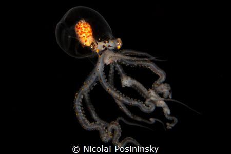Oktubus in the Black Water by Nicolai Posininsky 