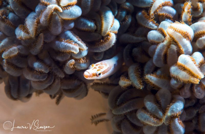 Xenia Coral Pipefish/Photographed with a Canon 60 mm macr... by Laurie Slawson 