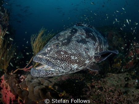 Make Room

Malabar Grouper - Epinephelus malabaricus

... by Stefan Follows 