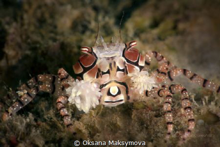 Boxer crab (Lybia tessellata)
Ambon, Indonesia by Oksana Maksymova 