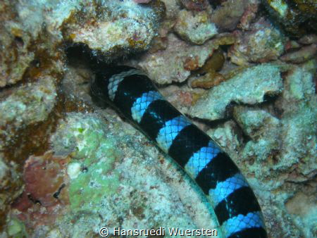 Venomous Sea Snake Facts (Hydrophiinae and Laticaudinae) by Hansruedi Wuersten 