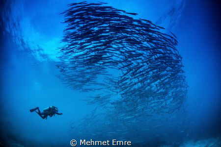 Barracudas and diver by Mehmet Emre 