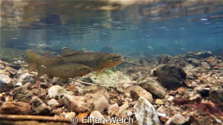 Spawning Brown Trout by Elijah Welch 