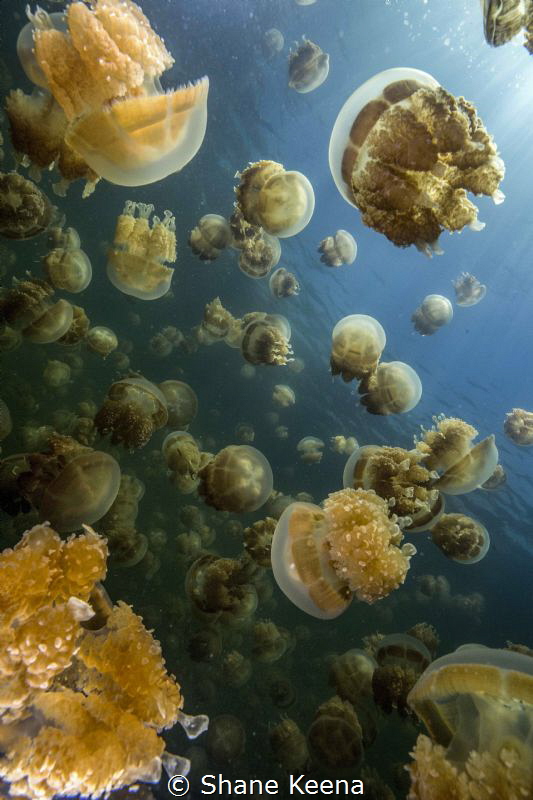 Golden jellyfish (Mastigias papua etpisoni) Jellyfish Lak... by Shane Keena 