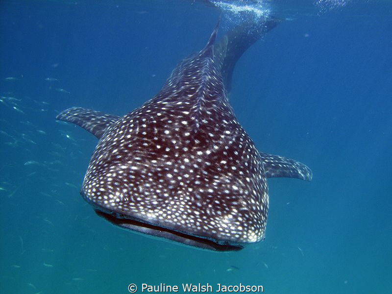 Whale Shark, Rhincodon typus, Isla Holbox, Mexico by Pauline Walsh Jacobson 