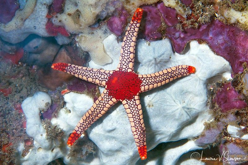 Peppermint Sea Star/Photographed with a Canon 60 mm macro... by Laurie Slawson 