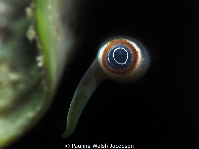 Florida Fighting Conch Eye, Strombus alatus by Pauline Walsh Jacobson 