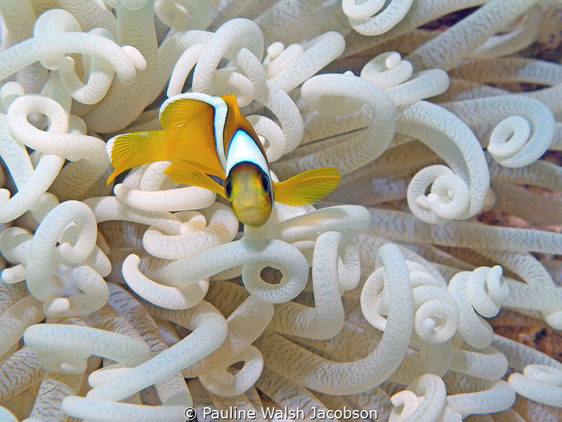 Juvenile Red Sea Clownfish, Amphiprion bicinctus by Pauline Walsh Jacobson 