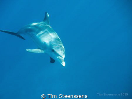 After a rather boring dive this fella came to say hello w... by Tim Steenssens 
