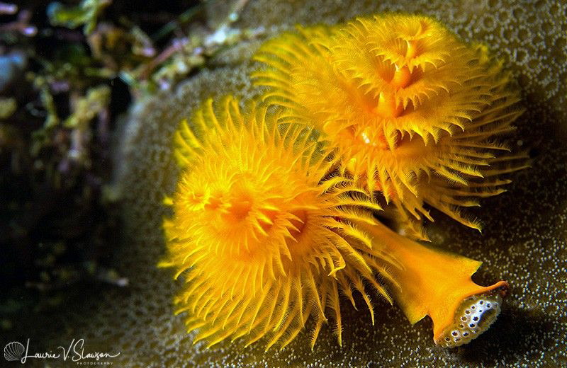 Christmas Tree Worms/Photographed with a Canon 60 mm macr... by Laurie Slawson 