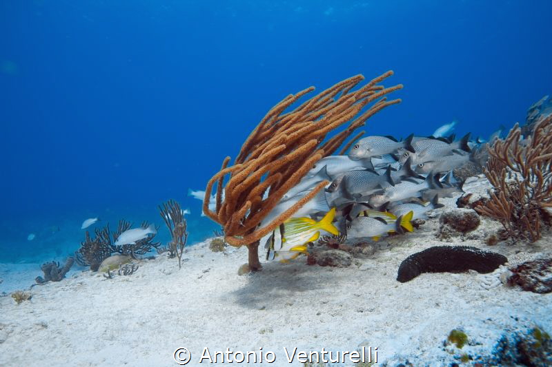 Jardines reef dive, Playa del Carmen by Antonio Venturelli 
