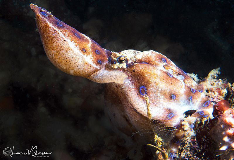 Blue-Ringed Octopus With Eggs/Photographed with a Canon 6... by Laurie Slawson 
