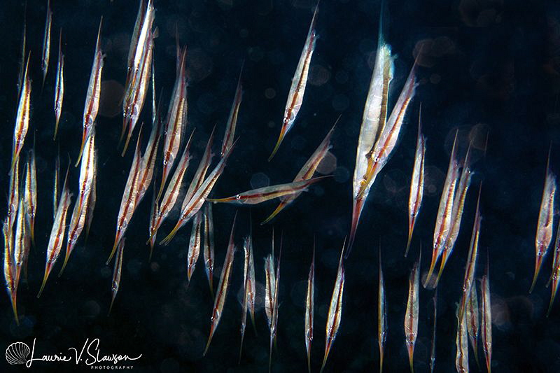 Rigid Shrimpfish/Photographed with a Canon 60 mm macro le... by Laurie Slawson 