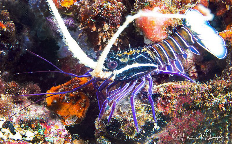 Juvenile Spiny Painted Lobster/Photographed with a Canon ... by Laurie Slawson 