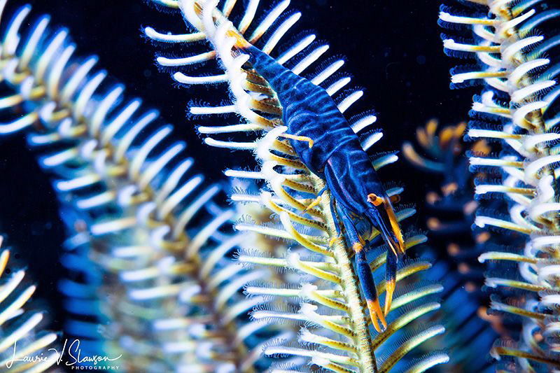 Ambon Crinoid Shrimp/Photographed with a Canon 60 mm macr... by Laurie Slawson 