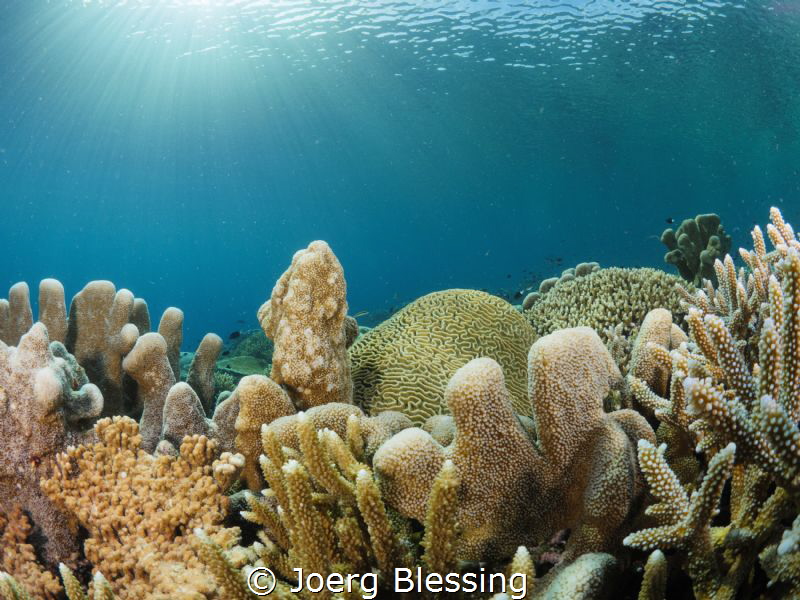 Healthy coral reefs like this one are becoming less commo... by Joerg Blessing 