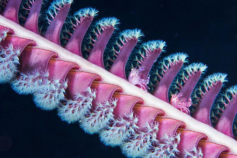 Lissoporcellana sp. Crabs on a Sea Pen/Photographed with ... by Laurie Slawson 