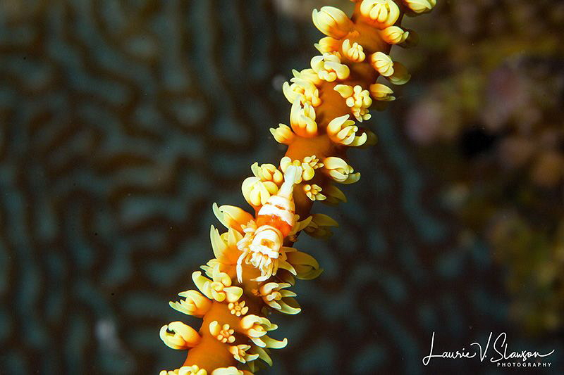 Shrimp on Coral/Photograhed with a Canon 100 mm macro len... by Laurie Slawson 