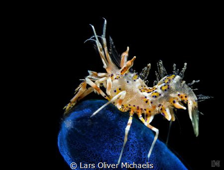 spiny tiger shrimp - Lembeh by Lars Oliver Michaelis 