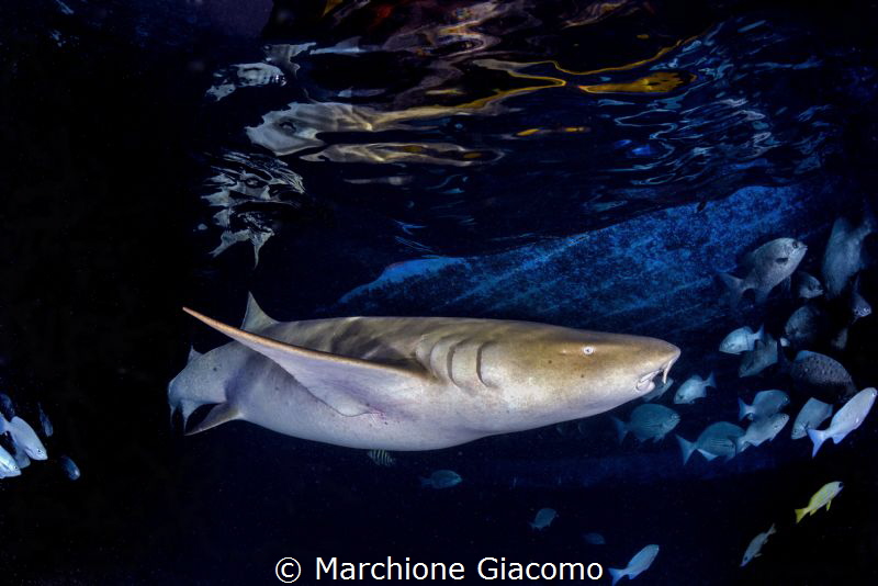 Nurse sharks at sunset, they approach the reef in search ... by Marchione Giacomo 