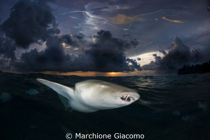 Photo shot taken at sunset with nurse shark. Double expos... by Marchione Giacomo 